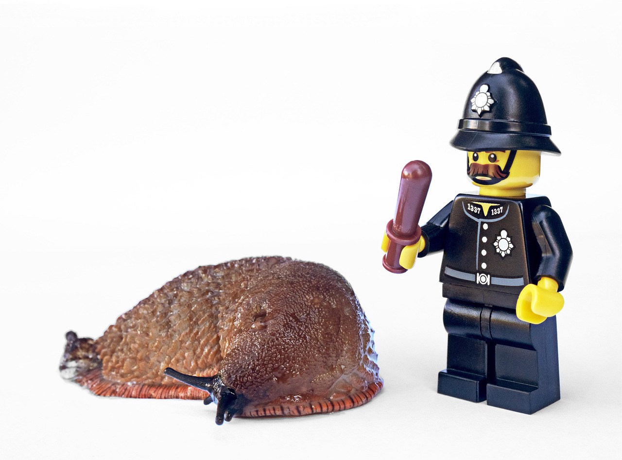 Rat Exterminator Langley Best Practices for Effective and Safe Rodent Control